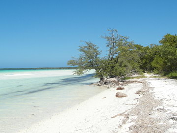 Прибрежная растительность на острове Кайо Бланко