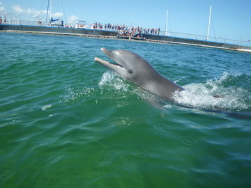 Дельфин в дельфинарии по пути на остров Кайо Бланко