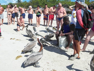 Афрокубинец подкарливает залетных пеликанов