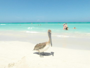 Одинокий пеликан на пляже